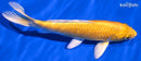 6.5" YAMABUKI OGON