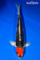 13.25" GINRIN TANCHO GOSHIKI