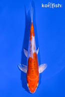 5.75" HEISEI NNISHIKI