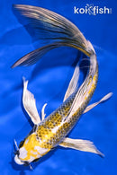 8.75" KI GINGA BUTTERFLY