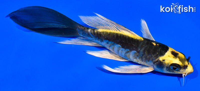 6" ARAGOKE KIN KIKOKURYU BUTTERFLY