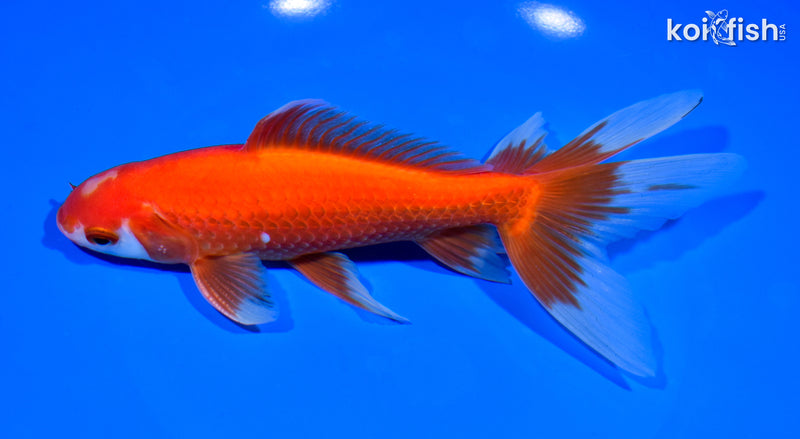 7.25" WATONAI GOLDFISH
