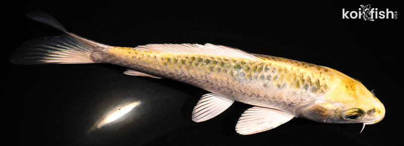 5.5" KUJAKU