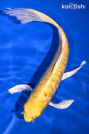 9.5" GINRIN YAMABUKI OGON BUTTERFLY