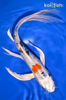 10.5" YAMATO NISHIKI BUTTERFLY