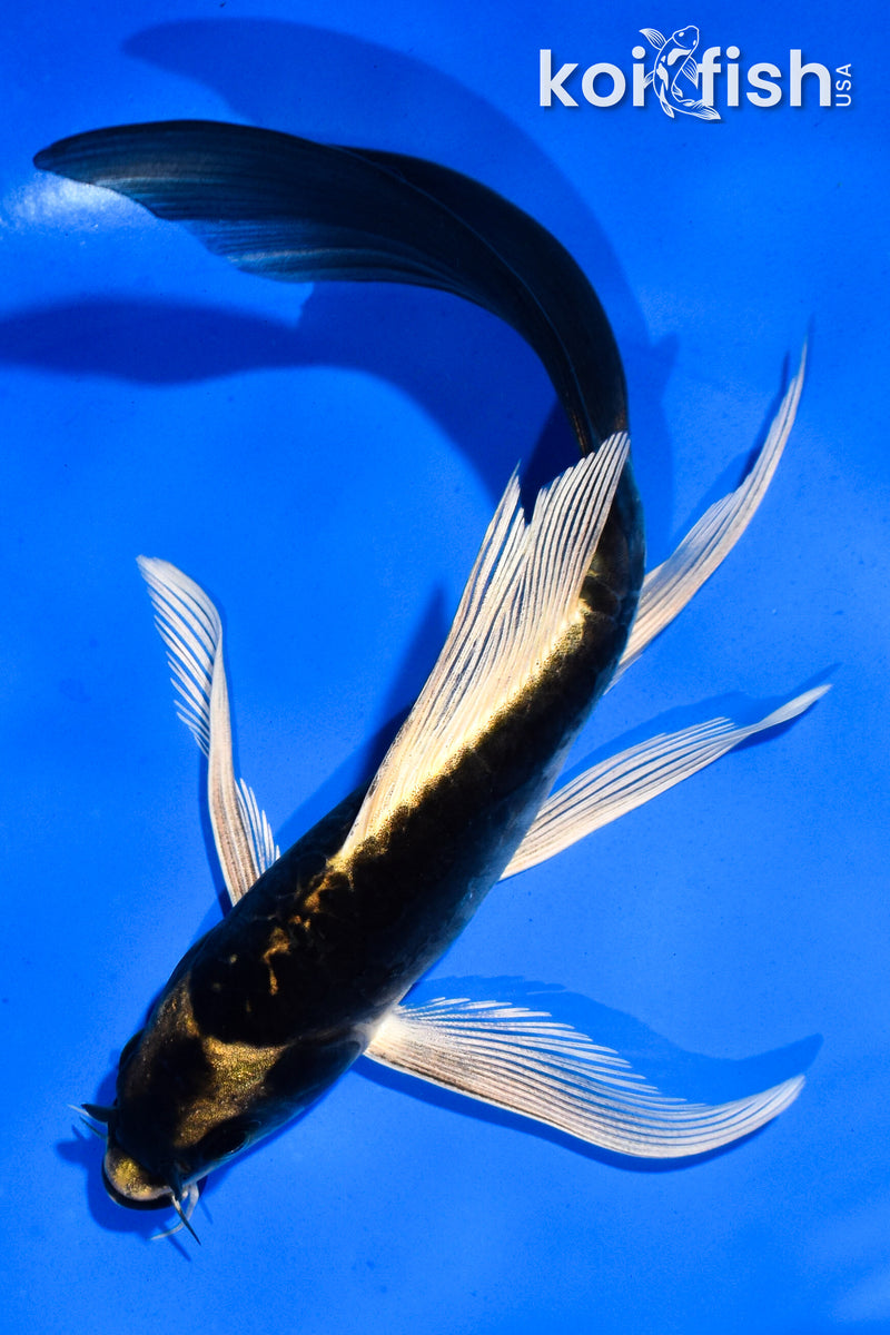 5.5" KABUTO BUTTERFLY