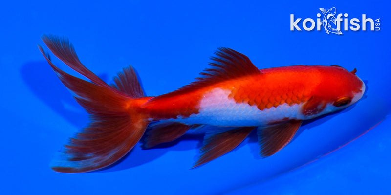 5.75" SARASA WAKIN GOLDFISH