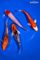 PACK OF (4) 5-6" IMPERFECT STANDARD KOI