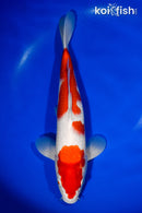 13" KOHAKU