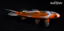 5.75" HI SHUSUI
