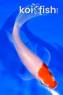 5.5" KOHAKU BUTTERFLY