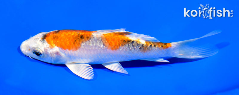 5.25" YAMATO NISHIKI