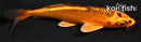 4.25" KIN ORENJI MATSUBA