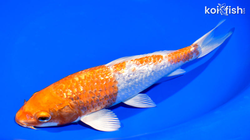 8.25" GINRIN HARIWAKE