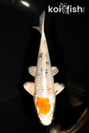6.25" YAMATO NISHIKI