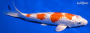 9" GINRIN HARIWAKE