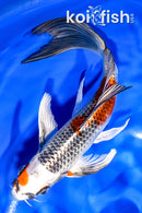 7.25" KUJAKU BUTTERFLY