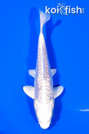 5.5" ARAGOKE PLATINUM OGON