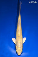 9.25" YAMABUKI OGON