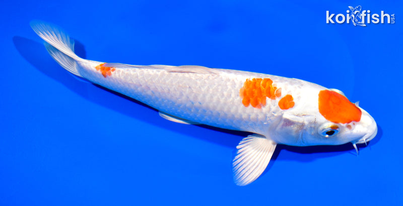 9" MARUTEN HARIWAKE