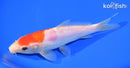 6.5" DOITSU KOHAKU