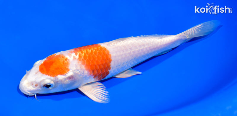 7" HARIWAKE