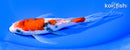 6.75" SANKE BUTTERFLY
