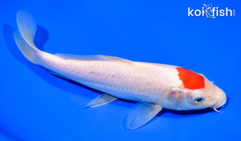 8.5" TANCHO KOHAKU