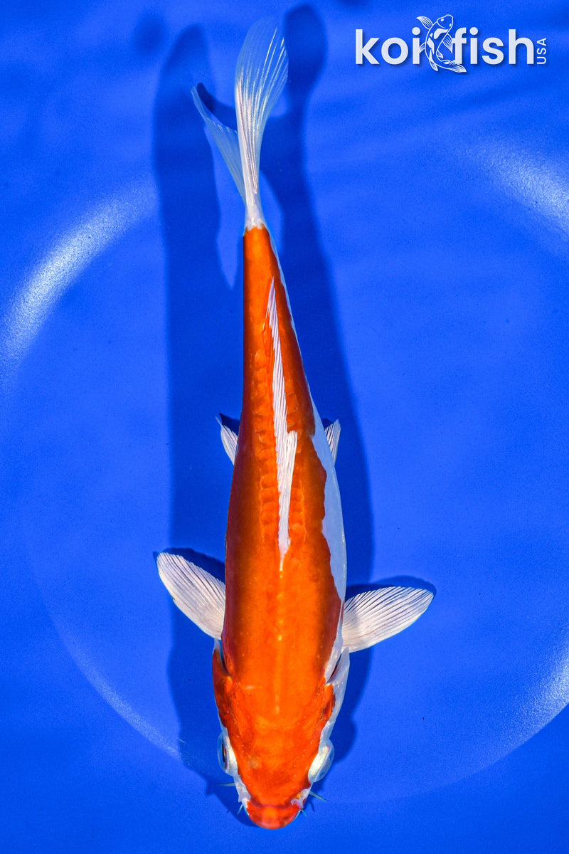 7" KIKUSUI