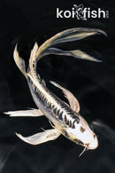 8" KIKOKURYU BUTTERFLY