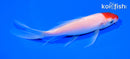 5.5" KOHAKU BUTTERFLY