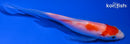 5" KOHAKU BUTTERFLY