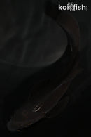 5.75" CHAGOI BUTTERFLY