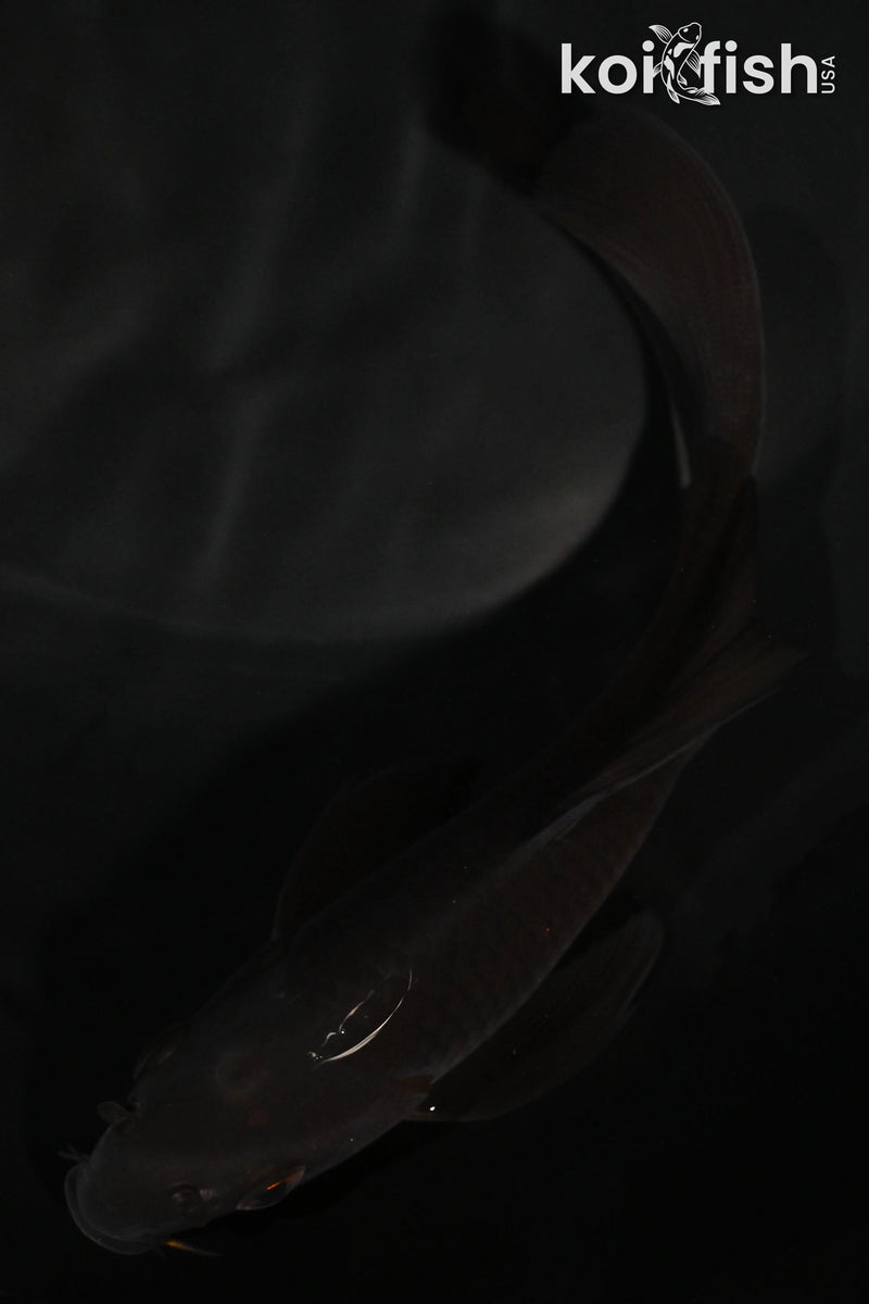 5.75" CHAGOI BUTTERFLY
