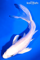 7.5" GINRIN PLATINUM OGON BUTTERFLY