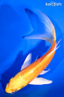 6.25" YAMABUKI OGON BUTTERFLY