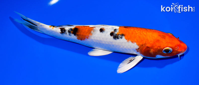 8.25" YAMATO NISHIKI