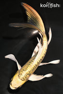 7.75" DOITSU KUJAKU BUTTERFLY