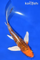 5.5" ARAGOKE HEISEI NISHIKI BUTTERFLY