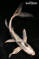 8.5" KIKOKURYU BUTTERFLY