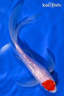 7.25" GINRIN KOHAKU BUTTERFLY