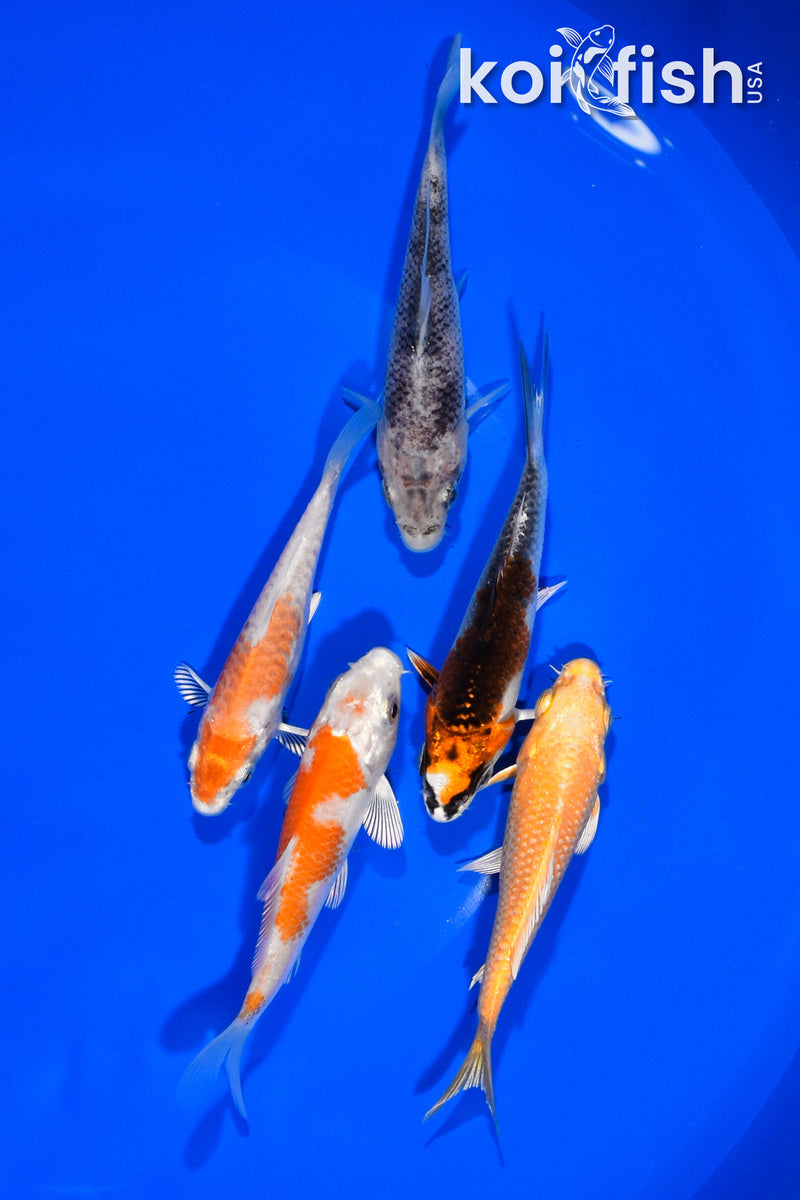 PACK OF (5) 3.25"-3.5" STANDARD KOI
