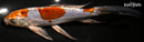 9.75" BENI KIKOKURYU BUTTERFLY