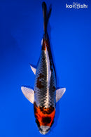 5" BENI GINGA