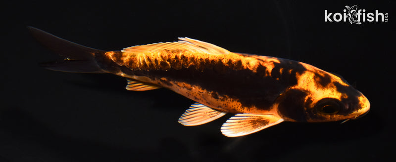 5" DOITSU ORENJI MATSUBA