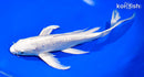 9.5" GINRIN PLATINUM OGON BUTTERFLY