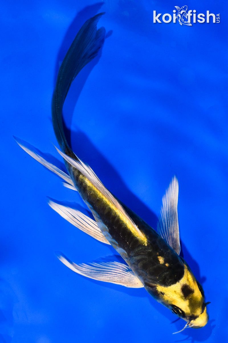 6" ARAGOKE KIN KIKOKURYU BUTTERFLY