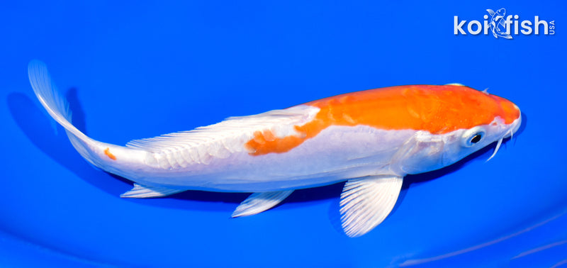 8" KIKUSUI