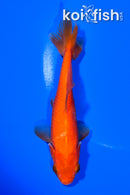 5.5" WAKIN GOLDFISH