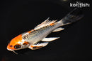 7.25" KUJAKU BUTTERFLY